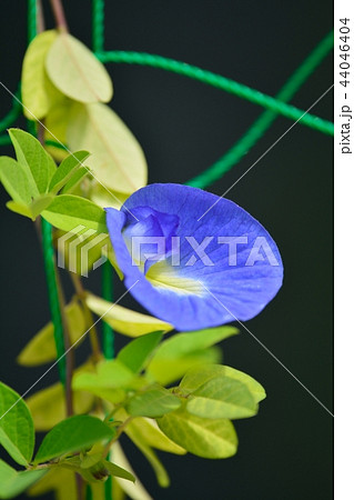 くりとりあの写真素材