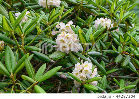 花 ハクサンシャクナゲ 植物 高山植物の写真素材 - PIXTA