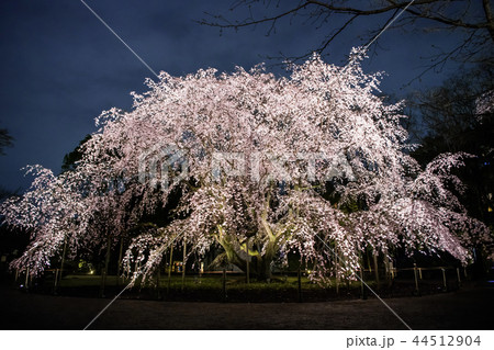 六義園・しだれ桜の写真素材 - PIXTA