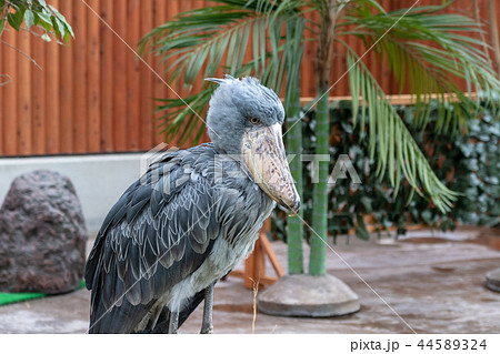 ハシビロコウ 翼 嘴広鸛 鳥類の写真素材 - PIXTA