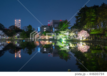 千葉公園 夜桜 ライトアップ 春の写真素材