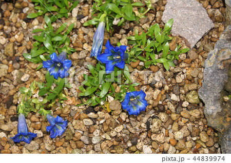 チャボリンドウの写真素材 チャボリンドウの写真素材