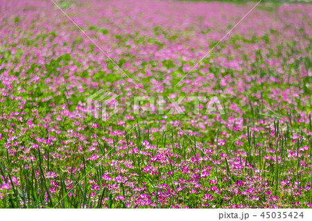 れんげ 雑草 蓮 花畑の写真素材