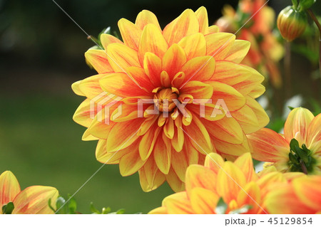 ダリア 花 オレンジ色 植物の写真素材