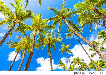 椰子の木の写真素材