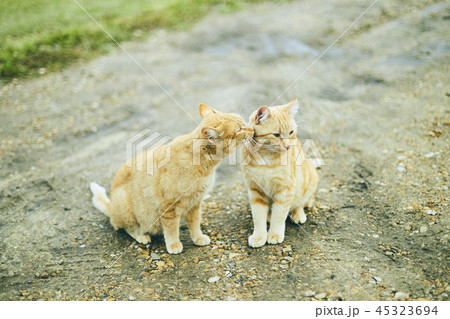 猫 キス 仲良し カップルの写真素材 - PIXTA