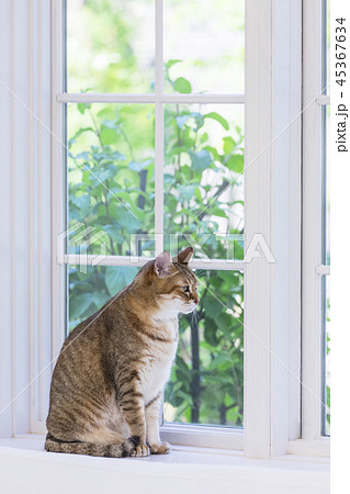 ペット 猫 座る 窓辺の写真素材 - PIXTA