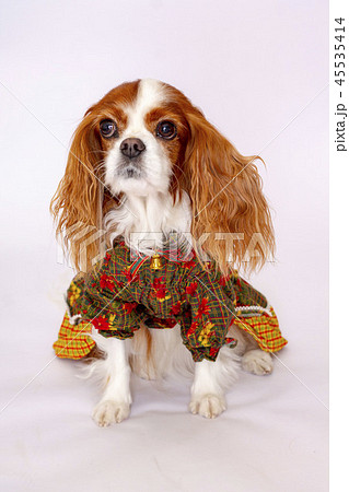 キャバリアキングスチャールズコッカースパニエル キャバリア 小型犬 犬の写真素材