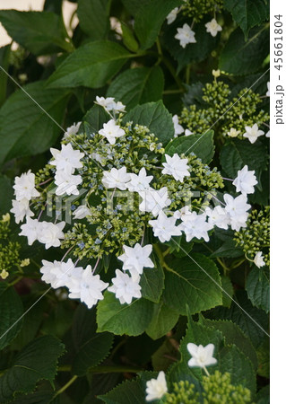 紫陽花 墨田の花火 花 植物の写真素材