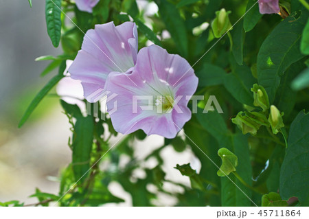 昼顔 花 蕾 植物の写真素材