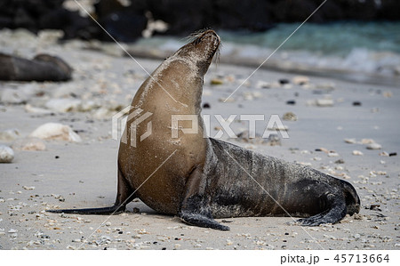 갈라파고스 바다 사자 Sea Lion - 스톡사진 [45713664] - Pixta