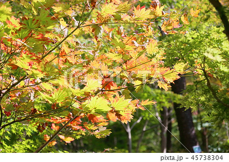 カエデ イタヤカエデ 葉 紅葉の写真素材