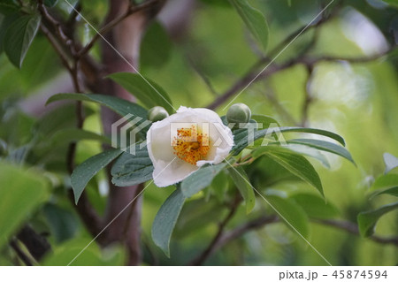 ナツツバキの花の写真素材