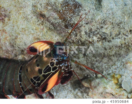 カマキリエビの写真素材