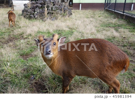 キョン 鹿の写真素材