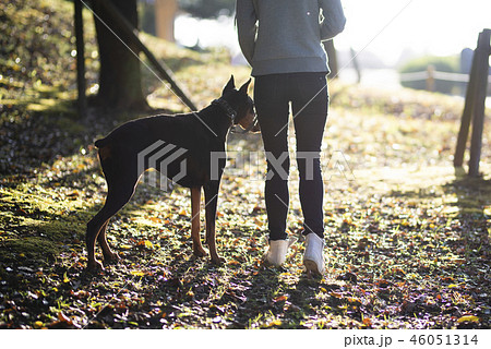 警察犬訓練士 警察の写真素材