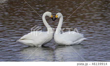 白鳥 ハートの写真素材