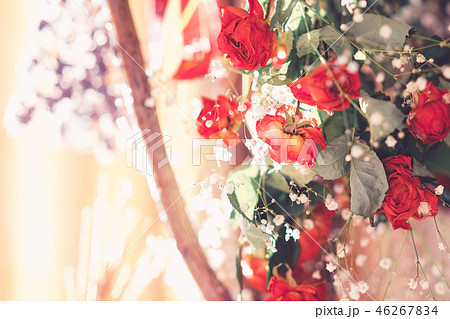 花 ドライフラワー かすみ草 カスミソウの写真素材