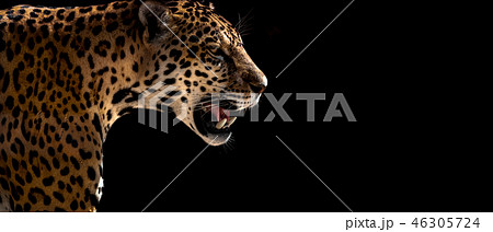 動物画像無料 50 ジャガー ヒョウ チーター