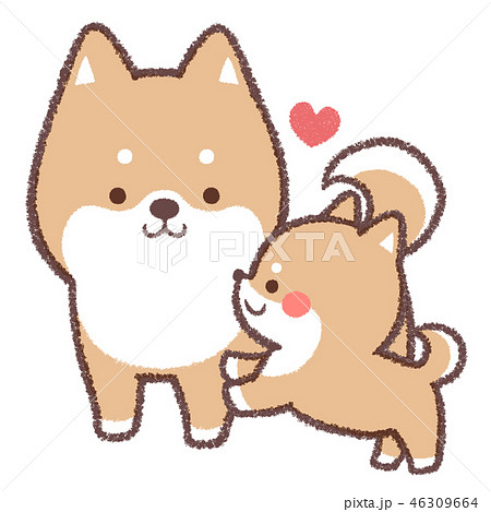 柴犬 かわいいのイラスト素材 Pixta