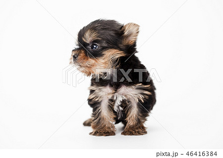 犬 動物 ヨークシャーテリア 子犬の写真素材