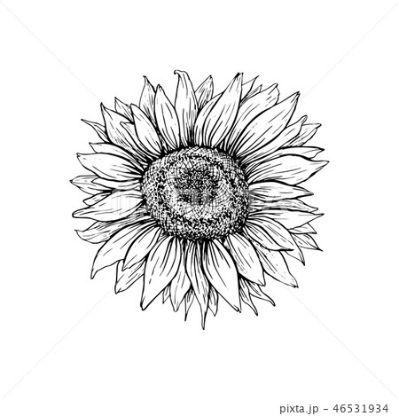 花 ひまわり 白黒 植物 向日葵のイラスト素材