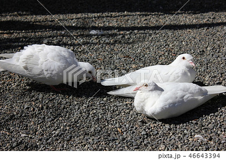 ダヴ 鳥 鳩 Doveの写真素材