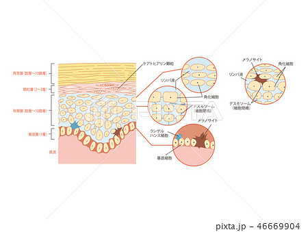 角質層のイラスト素材