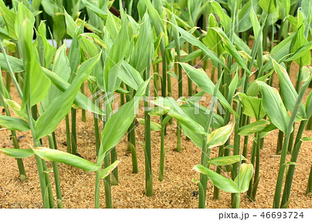 ミョウガ竹 茗荷竹 植物 春の写真素材