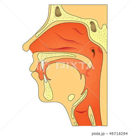 口腔 断面図 鼻腔 咽頭のイラスト素材