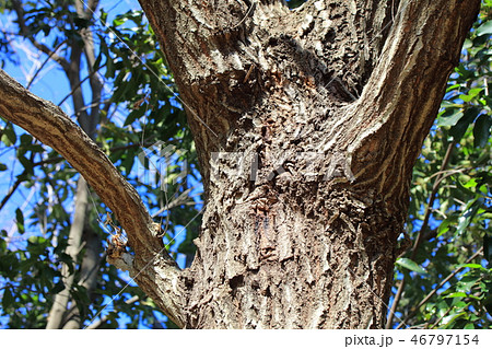 コナラ 樹皮 木肌 屋外の写真素材