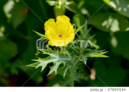 アザミゲシ 花の写真素材