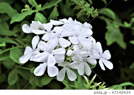 花 セイロンマツリ 植物の写真素材 花 セイロンマツリ 植物の写真素材