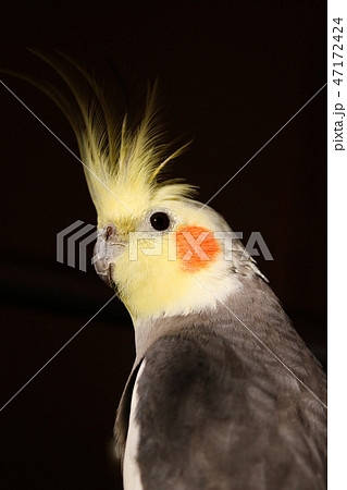 オカメインコ とさか かわいいの写真素材