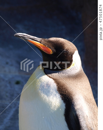 コウテイペンギン ペンギン 東山動物園 愛知県の写真素材