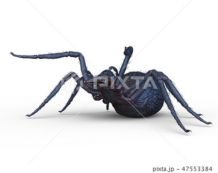節足動物 クモ 虫 毒蜘蛛のイラスト素材