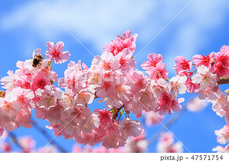綺麗 かっこいい 夜桜 さくらの写真素材