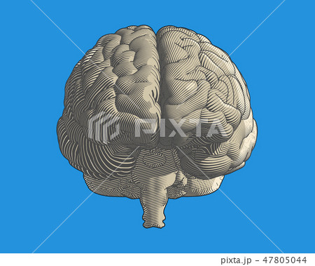 ベクター 正面 脳 健康のイラスト素材