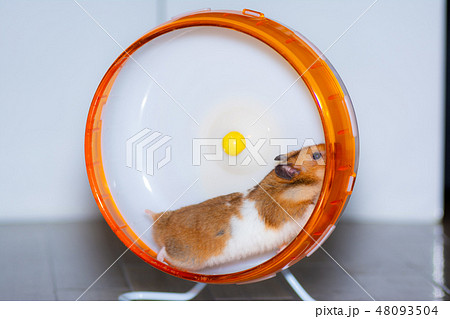 回し車 ハムスターの写真素材