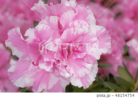 アザレア 花の写真素材 Pixta