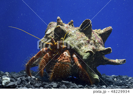 ヤドカリ 甲殻類 磯の生き物 海の生き物の写真素材