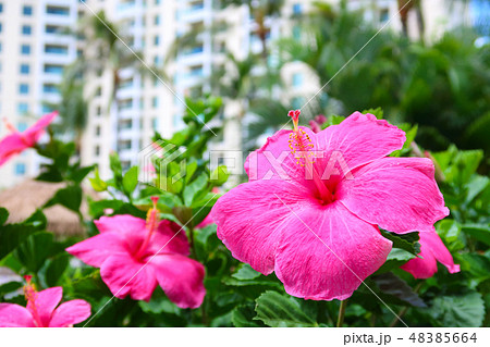 ハワイ 花の写真素材
