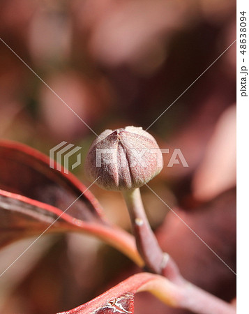 ハナミズキ 花芽 ハナミズキの花芽 花水木の花芽の写真素材