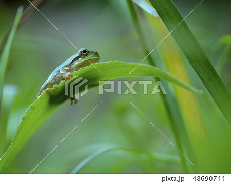 アマガエル かわいいの写真素材