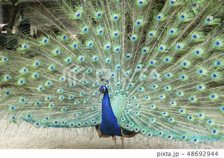 インドクジャク 孔雀 鳥 羽根の写真素材