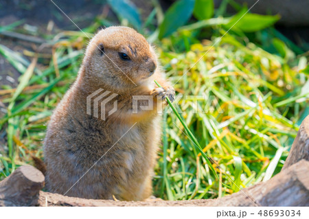 動物 プレーリードッグ 茶色 小さいの写真素材
