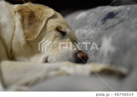 犬 寝顔 白 かわいいの写真素材