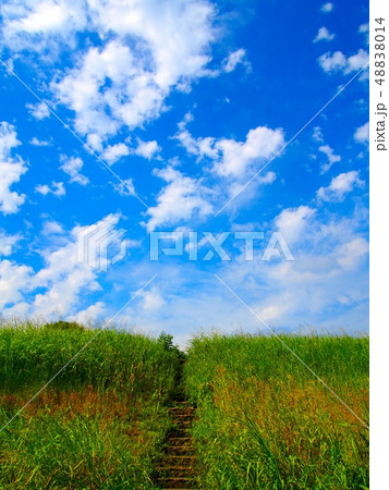 階段 雑草 土手 河川敷の写真素材