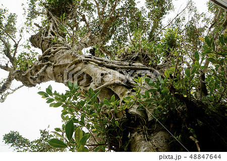 亜熱帯の樹木　ハリツルマサキ　奄美大島産　③ 亜熱帯の樹木 ハリツルマサキ 奄美大島産 ③