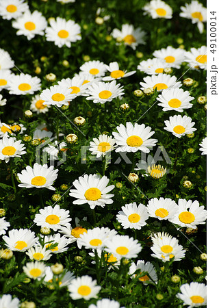 デンマークの国花 木春菊の写真素材